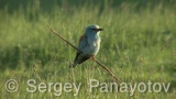 Video of European Roller - European Roller hunting insects in field near to Shabla lake in nest period